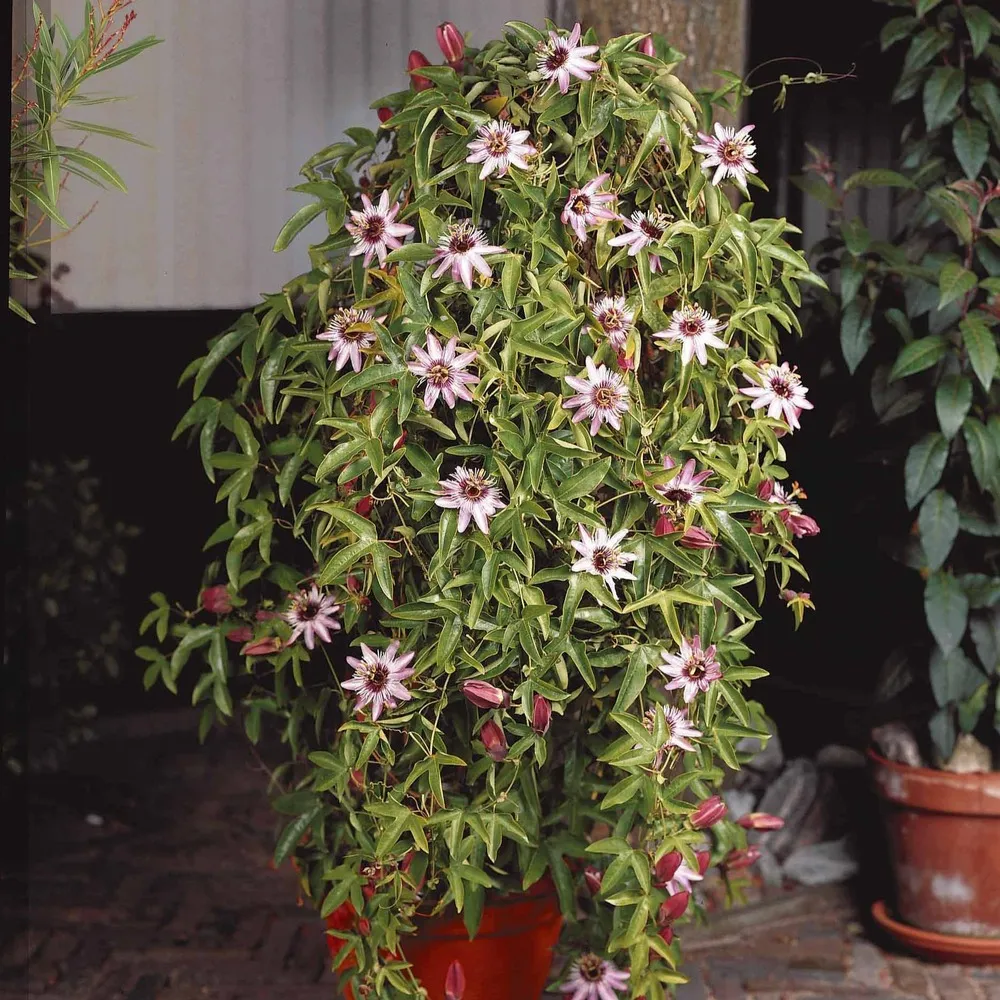 Passiflore victoria - le pot / 2l / hauteur livrée 40-50cm, vendu par lot de 2