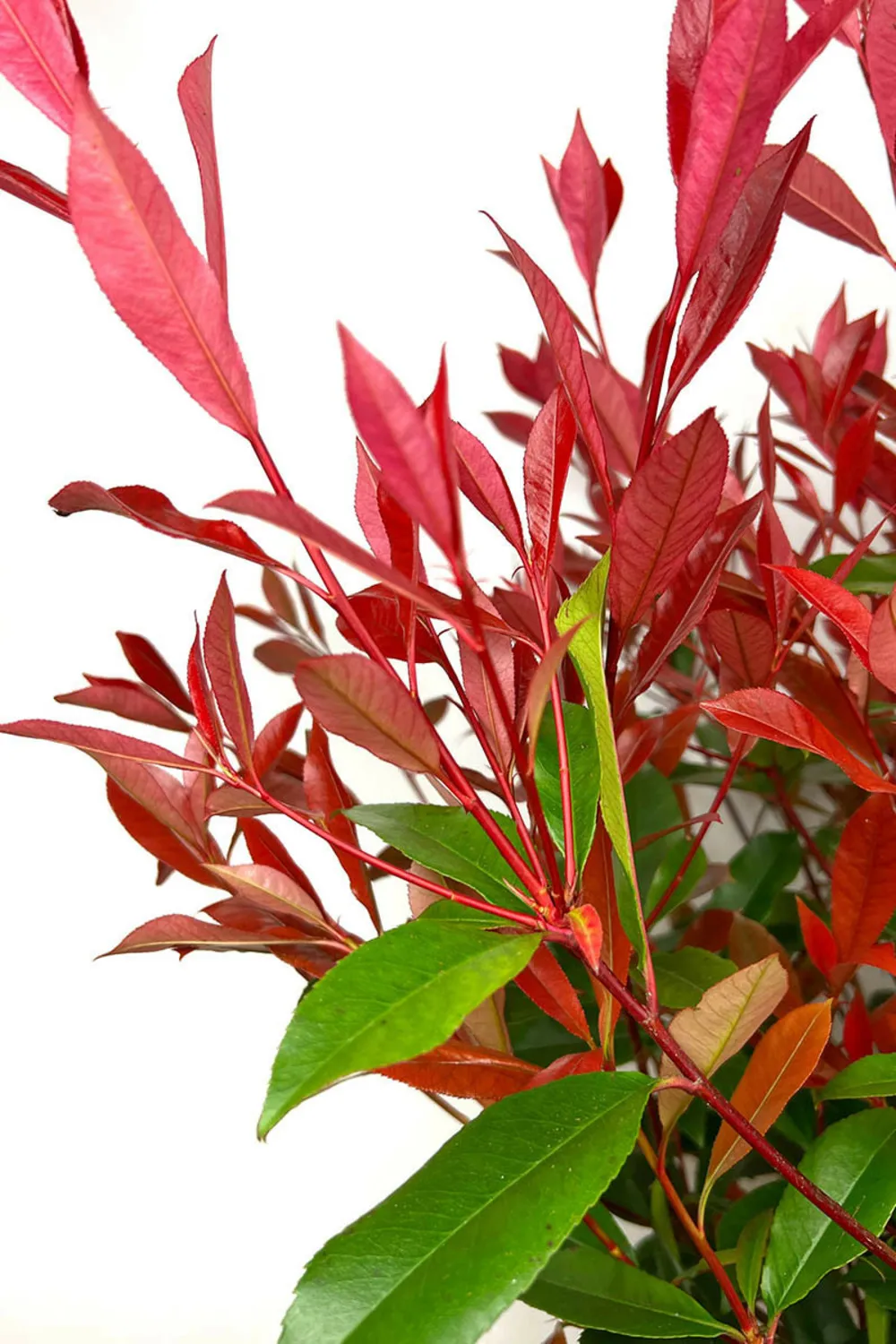 Photinia 'carré rouge' - en pot de 5 litres